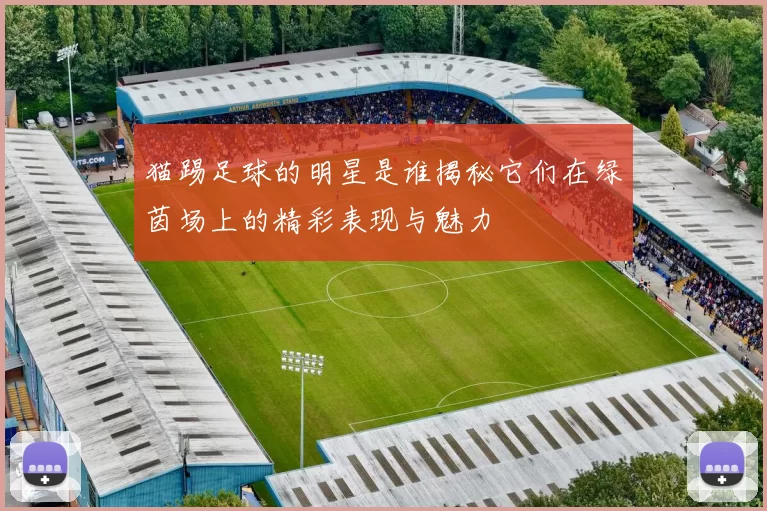 猫踢足球的明星是谁揭秘它们在绿茵场上的精彩表现与魅力